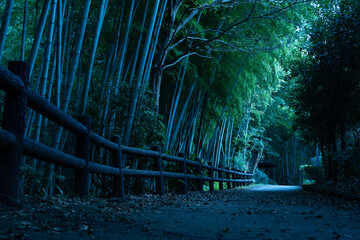 幻想的な竹の道