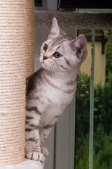 beautiful bright tabby kitten sits on the scratching post