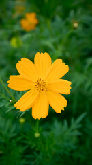 yellow flower in the garden