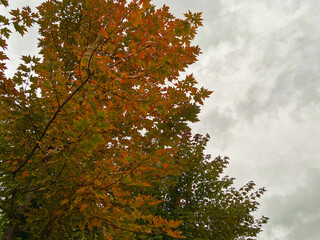 autumn leaves in the sun