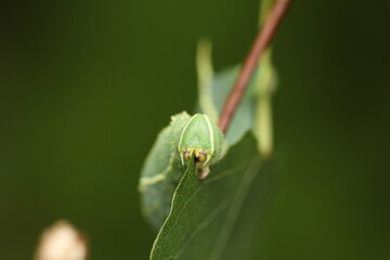 Laothoe amurensis