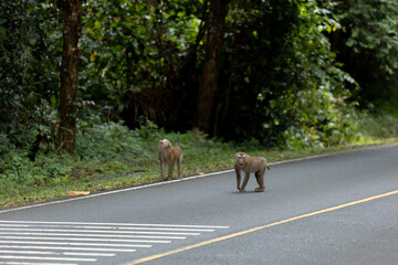 Fototapeta na wymiar Monkey on the road at Khao Yai International Park Thailand