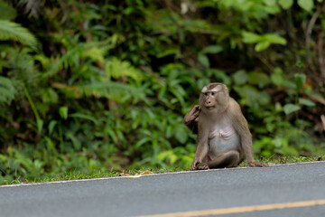 Monkey on the road at Khao Yai International Park Thailand