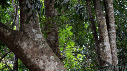 Fototapeta premium Agarwood tree in the nature
