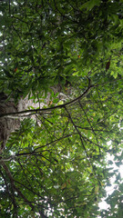 Fototapeta premium Agarwood tree in the nature