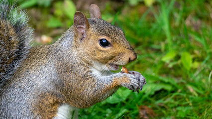 Naklejka na ściany i meble Gray squirrel eats nuts