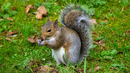 Naklejka na ściany i meble Gray squirrel eats nuts