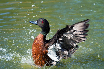 duck stirring in water