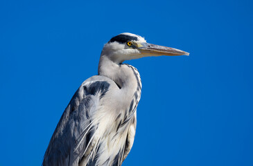 Portrait of heron