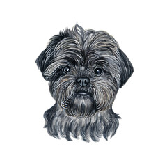 Watercolor illustration of a funny dog. Hand made character. Portrait cute dog isolated on white background. Watercolor hand-drawn illustration. Popular breed dog. Affenpinsher