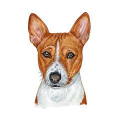Watercolor illustration of a funny dog. Hand made character. Portrait cute dog isolated on white background. Watercolor hand-drawn illustration. Popular breed dog. Basenji