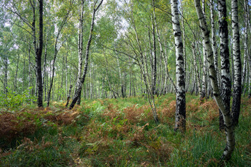 Birch forest with grass and ferns.