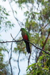 King-Parrot