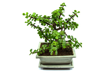 Bonsai Portulacaria isolated on a white background. Portulacaria afra or Elephant Bush is a...