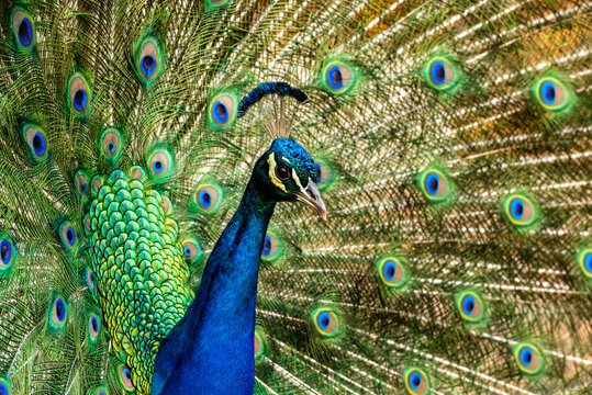Peacock displaying its colorful feathers.