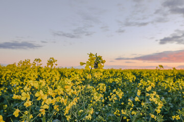 Canola field in full bloom under vibrant sunset sky