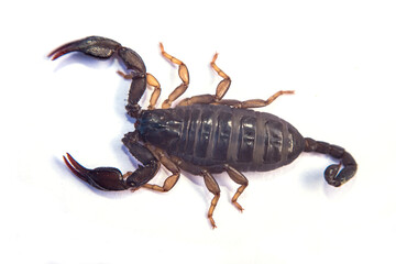 Black scorpion