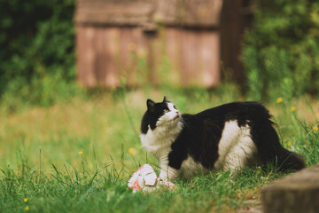 Naklejka na ściany i meble Cute small black and white cat with long fur in rural nature looking up. Domestic animals, adorable, happy pet, kitten outdoor. Blurry background.
