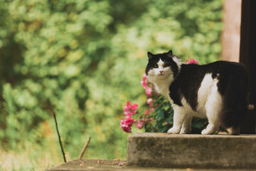 Cute small black and white cat with long fur in rural environment standing on the concrete stairs with purple flowers in the background. Domestic animals, adorable, happy pet, kitten outdoor.  