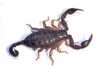 Black scorpion