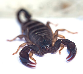 Black scorpion