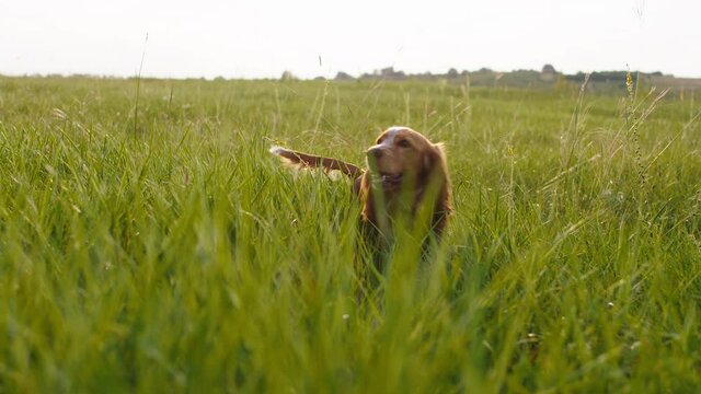 In front of the camera walking charismatic cute dog through the large green field the rice of dog English cocker spaniel