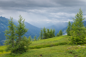 Fototapeta na wymiar Pasture and trees on top of a mountain
