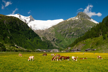 Fototapeta na wymiar Pasture with cattle and yellow flowers on a sunny day in summer