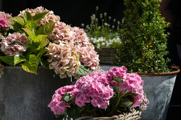 Hortensien in altrosa und pink mit Buchsbaum als Begleiter