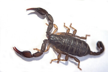 Black scorpion