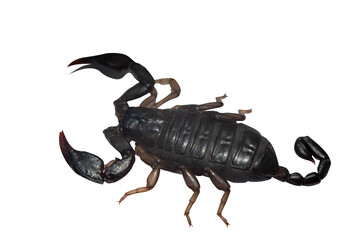 Black scorpion
