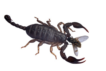 Black scorpion