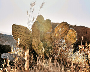 Close up of a cactus in the desert