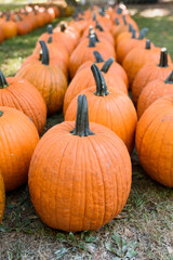 Three rows of classic orange pumpkins at pumpkin patch in the fall.