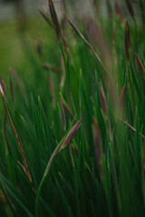 Isolated Purple Grass Grows in a Meadow