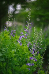 Country Garden Setting with Purple Lupine Flowers Growing