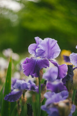 Iris Flowers Growing in a Spring Garden
