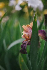 Iris Flowers Growing in a Spring Garden