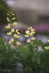 A Bee Collects Pollen on a Yellow Flower