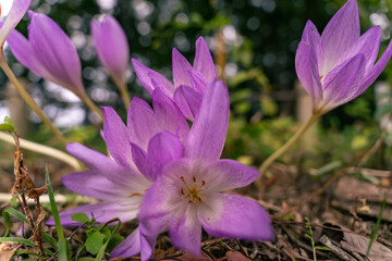 beautiful purple  flower natural light
Japanese garden
