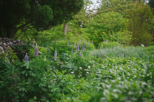 Country Garden Setting with Purple Lupine Flowers Growing