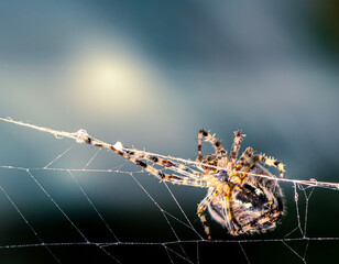 spider on web