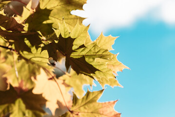 leafs of a maple tree against blue sky and clouds.Toned.Copy space.