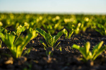 Straight rows of sugar beets growing in a soil in perspective on an agricultural field. Sugar beet cultivation. Young shoots of sugar beet, illuminated by the sun. Agriculture, organic.