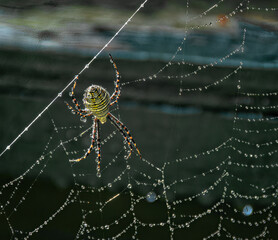 Spider and Web are covered with raindrops from early morning showers here in Windsor in Broome County in Upstate NY.  Spider in the damaged web in our flower bed by the porch.