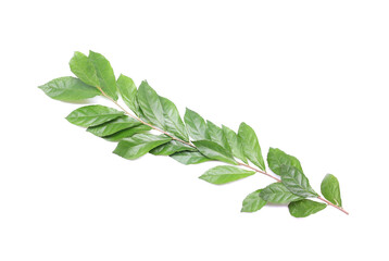 Branch with green fresh foliage leaves isolated on white background