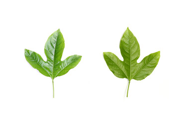 Green leaf isolated on white background