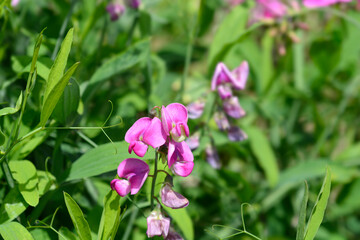 Broad leaved everlasting pea