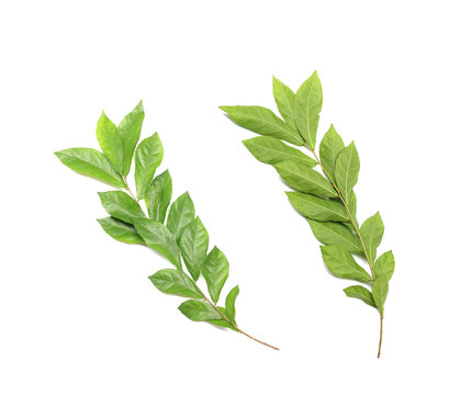 “Black Licorice” Images – Browse 16,856 Stock Photos, Vectors, and