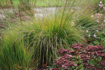  In the autumn park garden, flowers bloom brightly in the sunshine. . High quality photo